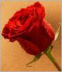 Rose in Bloom [Illustrated]