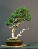 Learning How to Grow BONSAI TREES: Trimming, Sculpting And Pruning