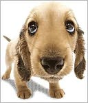 139 Dog Recipes (With an Active Table of Contents)