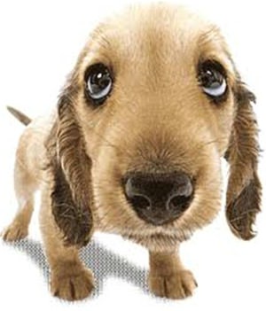 139 Dog Recipes (With an Active Table of Contents)