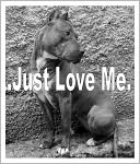 Pitbull’s-Facts- Bad Dogs Don’t Have More Fun-They Are Not Bad-They Get A Bad Rap-What You Need To Know Before You Buy