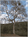 Walden [Illustrated]