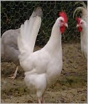 The Backyard Chicken Coop-What You Need To Raise Chickens