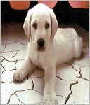 Learn How To Train Your Dog-Influence Other Dog Owners-Dogs Will Love You For It