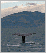 Moby Dick [Illustrated]