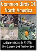 Common Birds Of North America