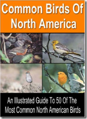 Common Birds Of North America