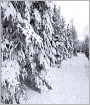 Ethan Frome