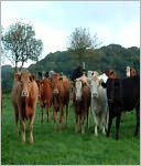 Selecting Cattle Find Out Which Breed Suits Your Needs Do You Want Milk, Meat or Both?