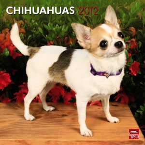 2012 Chihuahuas Square 12X12 Wall Calendar