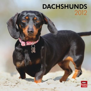 2012 Dachshunds Square 12X12 Wall Calendar