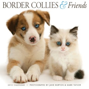 2012 Border Collies & Friends Wall Calendar