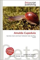 Amalda Cupedula