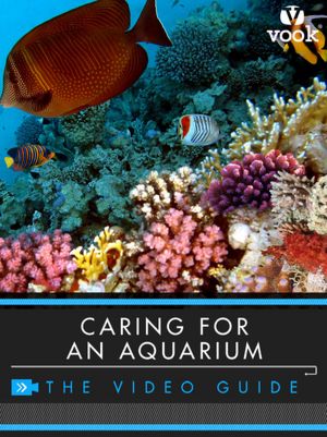 Caring for an Aquarium: The Video Guide (Enhanced Version)