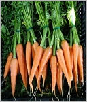 A Crash Course on How to Grow Carrots