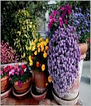 A Beginners Guide To Container Gardening
