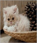 Homemade Cat Food Recipes : Natural and Healthy Food Your Cat Loves