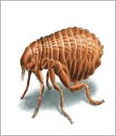 download A Crash Course on How to Get Rid of Fleas book