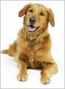 Healthy Dog: Tips on Keeping Your Dogs Healthy