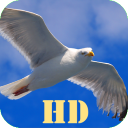 Nature in Harmony HD
