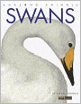 Amazing Animals: Swans