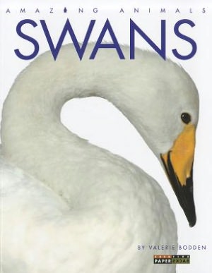 Amazing Animals: Swans