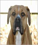 Big Compilation of Pit Bulls Breeders by Daniel White: NOOK Book Cover