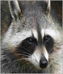A Quick and Easy Guide on How to Get Rid of Raccoons