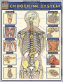 Endocrine System