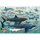 Sharks 1000 piece Jigsaw Puzzle by Eurographics: Product Image