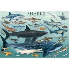 Sharks 1000 piece Jigsaw Puzzle