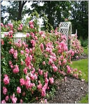 download Rose Gardening Companion : A Starter's Guide To Rose Gardening book