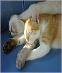 The Secret in Making Your Cat Happy: A Caring Guide for Cat Owner