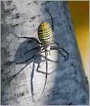 download The Secret in Overcoming Your Spider Phobia book