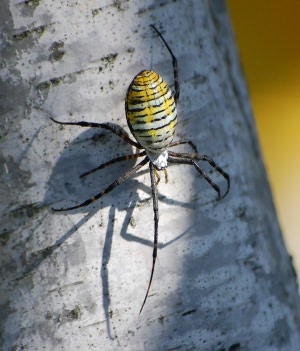 Spider Phobia Evidence - New Hope For.