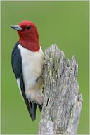 download A Quick and Easy Guide on How to Get Rid of Woodpeckers book
