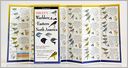 Sibley's Warblers of Eastern North America