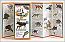 The Ultimate Guide to Land Mammals of the Northeast