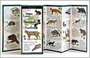 The Ultimate Guide to Land Mammals of the Southeast