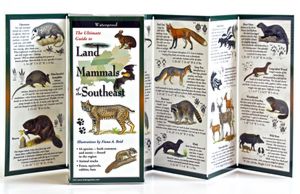 The Ultimate Guide to Land Mammals of the Southeast