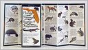 Florida's Mammals, Reptiles & Amphibians