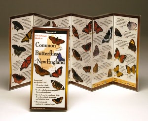 The Ultimate Guide to Common & Some Exotic Butterflies of New England