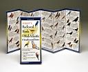 Sibley's Backyard Birds of the Mid-Atlantic & South-central States