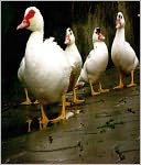 How to Raise Ducks as Pets: Extensive Guide on Taking Care Your Ducks
