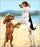 Dieting your Dog: More Years Together With Proper Nutrition - Your dog is your buddy. In some cases the best friend. They offer you unconditional love and company.It is a known fact that having a dog can improve your mental health and offer companionship.