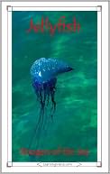 Jellyfish by Caitlind Alexander: NOOK Book Cover