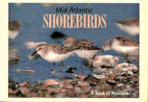 Mid-Atlantic Shorebirds