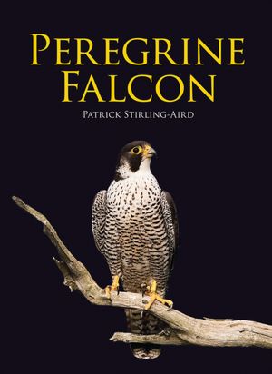peregrine