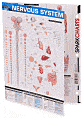 Nervous System (SparkCharts)