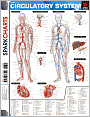 Circulatory System (SparkCharts)